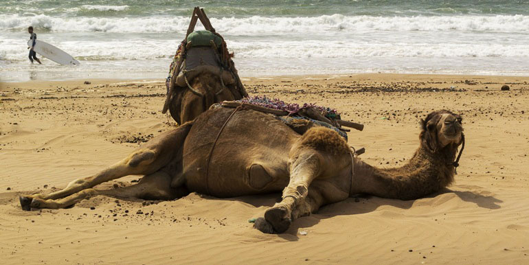 Essaouira Camel Trek